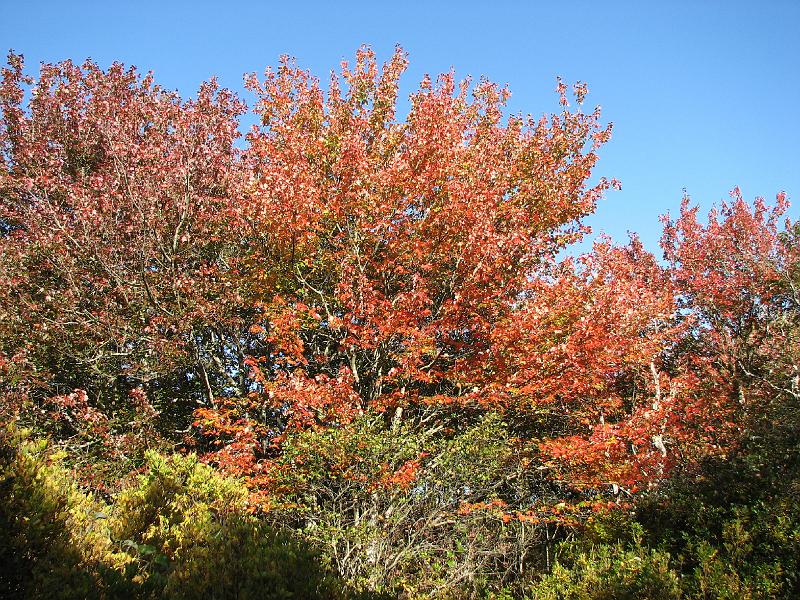 2008-10-11_Tiverton_Trustom 055.jpg